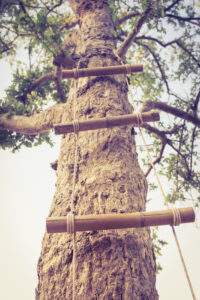 Rope ladder on a tree image